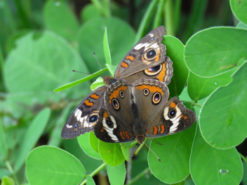 Common Buckeye mating pair